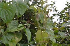 Dioscorea bulbifera